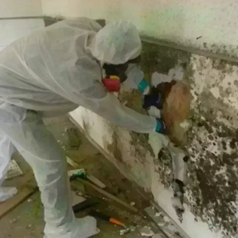 Mold Remediation and Removal in Sunman, IN